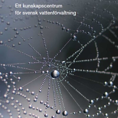Dew on spider web. Photo.